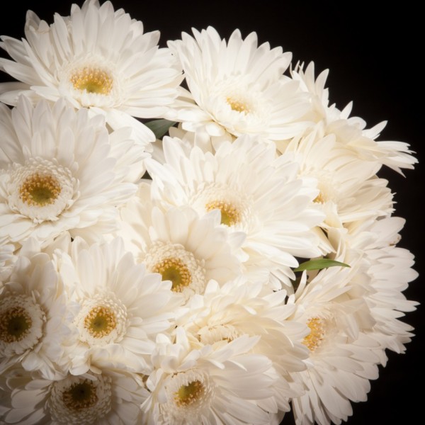 Gerbera Pole Ice – weiss – Snij Gerbera Grootbloemig – Blumen – 02210 – Certi