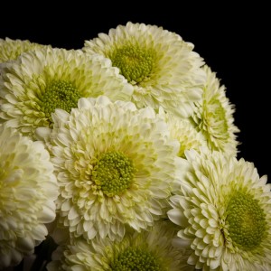 Gerbera Pomponi Kermit - weiss - Snij Gerbera Pomponi gevuld - Blumen - 01689 - Certi