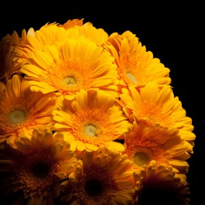 Gerbera Submarine - gelb - Snij Gerbera Grootbloemig - Blumen - 01723 - Certi