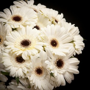 Gerbera White House - weiss - Snij Gerbera Grootbloemig - Blumen - 02274 - Certi