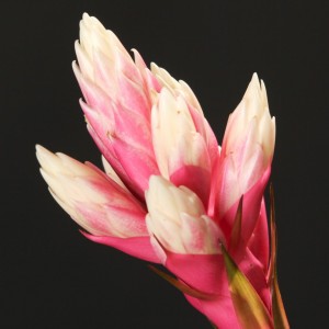 Guzmania Candy - weiss - Bromelia - Pflanzen - 13250 - Certi