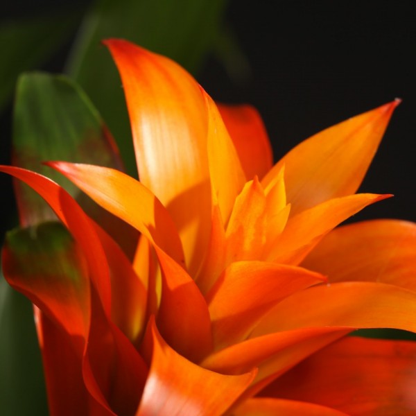 Guzmania  Jive – gelb – Bromelia – Pflanzen – 05220 – Certi