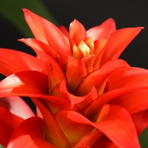 Guzmania Optima - rote - Bromelia - Pflanzen - 05421 - Certi