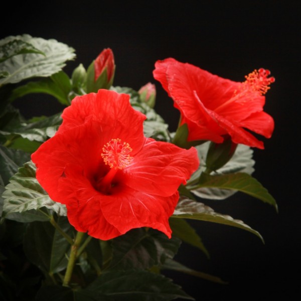 Hibiscus rosa sinensis Bordeaux – rote – Pflanzen – 00846 – Certi