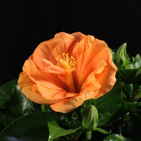 Hibiscus rosa sinensis Jazz – orange – Pflanzen – 00395 – Certi Hibiscus rosa sinensis Jazz – orange – Pflanzen – 00395 – Certi