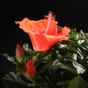Hibiscus rosa sinensis Lucca - orange - Pflanzen - 01492 - Certi