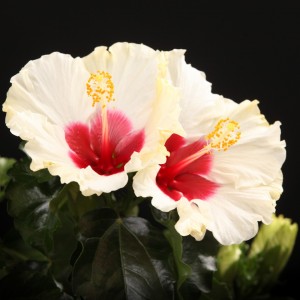 Hibiscus rosa sinensis Saint Tropez - weiss - Pflanzen - 00422 - Certi