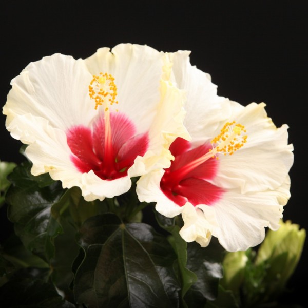 Hibiscus rosa sinensis Saint Tropez – weiss – Pflanzen – 00422 – Certi