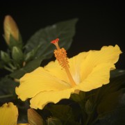 Hibiscus rosa sinensis Starlet – gelb – Pflanzen – 00396 – Certi