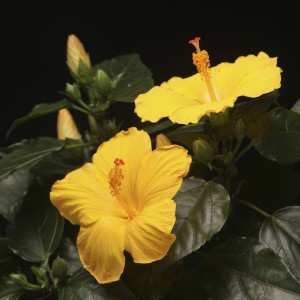 Hibiscus rosa sinensis Starlet - gelb - Pflanzen - 00396 - Certi