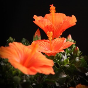 Hibiscus rosa sinensis Torino - orange - Pflanzen - 02295 - Certi