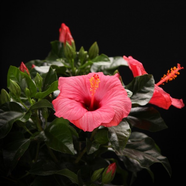 Hibiscus rosa sinensis Venetie – rosa – Pflanzen – 00397 – Certi
