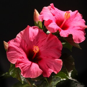 Hibiscus rosa sinensis Venetie - rosa - Pflanzen - 90544 - Certi