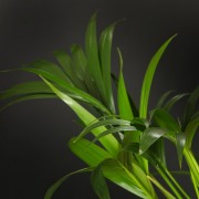 Howea Forsteriana - gruen - Pflanzen - 03531 - Certi