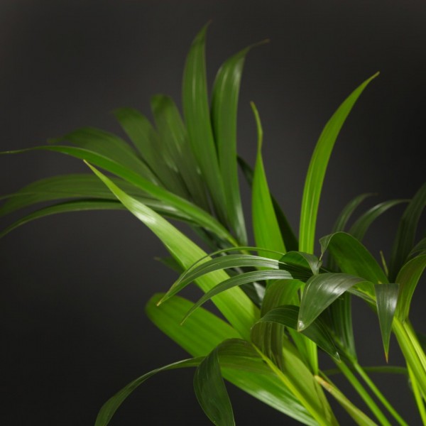 Howea Forsteriana – gruen – Pflanzen – 03531 – Certi