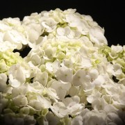 Hydrangea Hovaria Holibel – weiss – Hydrangea – Pflanzen – 08564 – Certi