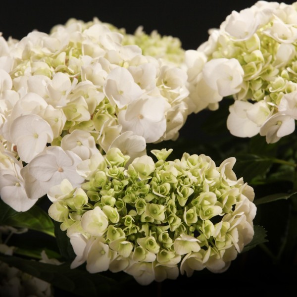 Hydrangea Hovaria Holibel – weiss – Hydrangea – Pflanzen – 08564 – Certi