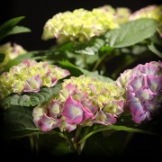 Hydrangea Lavlaa Blauw - blau - Hydrangea - Pflanzen - 90415 - Certi
