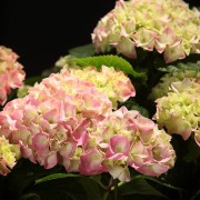 Hydrangea Lavlaa Rose - rosa - Hydrangea - Pflanzen - 90416 - Certi