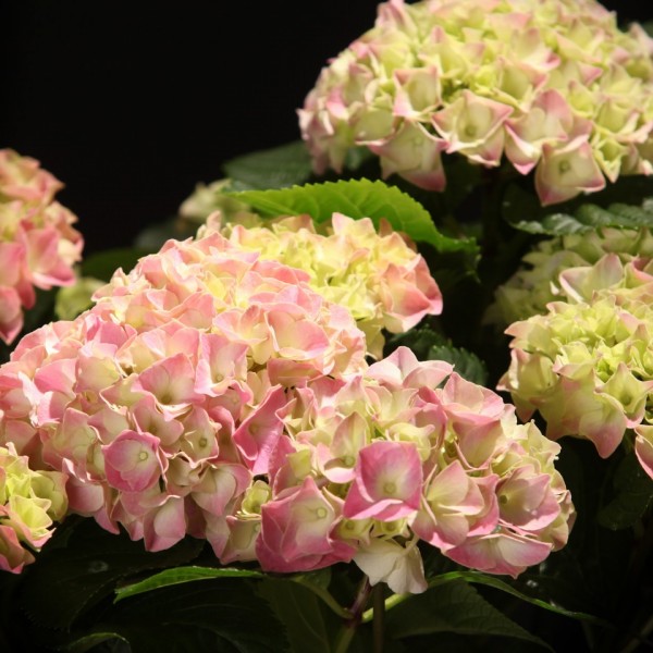 Hydrangea Lavlaa Rose – rosa – Hydrangea – Pflanzen – 90416 – Certi