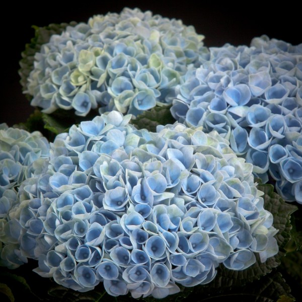 Hydrangea Magical Blue – blau – Hydrangea – Pflanzen – 02203 – Certi