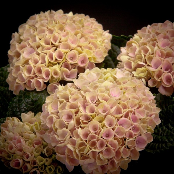 Hydrangea Magical rosa – rosa – Hydrangea – Pflanzen – 01546 – Certi