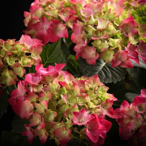 Hydrangea Red Baron – rote – Patio – Pflanzen – 00834 – Certi