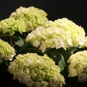 Hydrangea macr. Snowball - weiss - Hydrangea - Pflanzen - 90417 - Certi