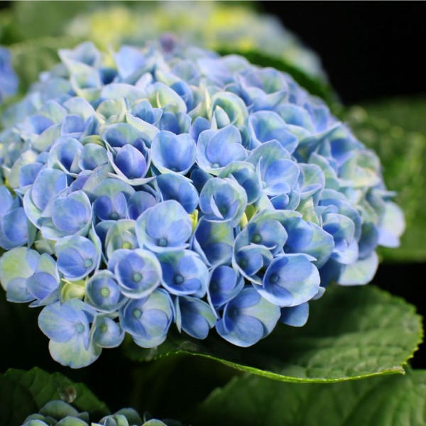 Hydrangea magical Revolution – blau – Hydrangea – Pflanzen – 01477 – Certi