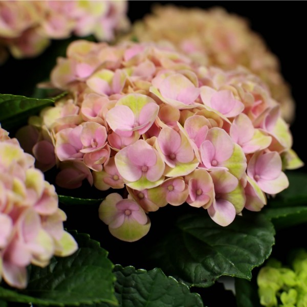 Hydrangea magical Revolution – rosa – Hydrangea – Pflanzen – 01478 – Certi