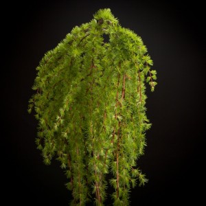 Larix Stiff Wheeper - gruen - Vaste planten - Pflanzen - 02085 - Certi