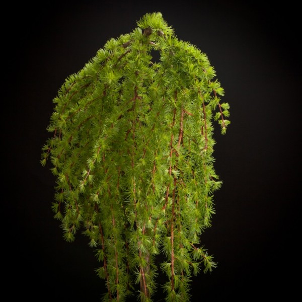 Larix Stiff Wheeper – gruen – Vaste planten – Pflanzen – 02085 – Certi