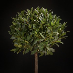 Laurus nobilis - gruen - Vaste planten - Pflanzen - 02252 - Certi