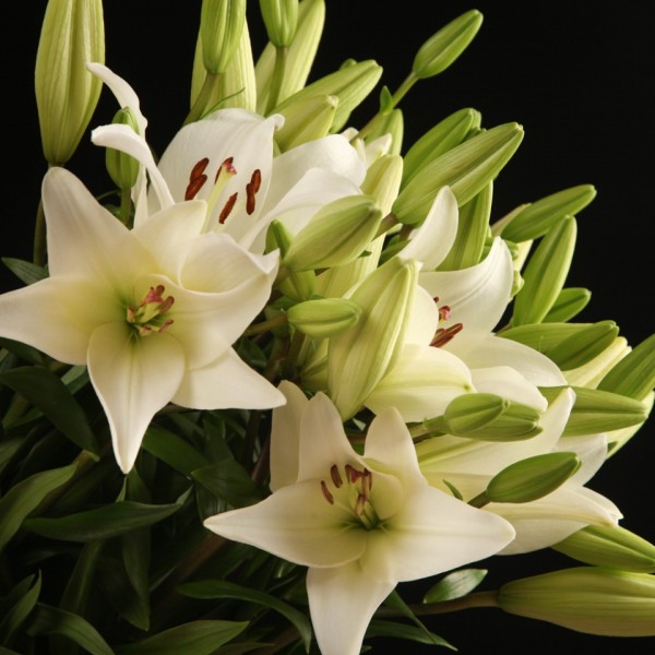 Lelie Bach Supra – weiss – Snij Lelie Longiflorum Aziaat – Blumen – 01726 – Certi