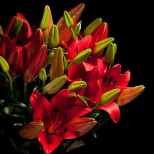 Lelie Original Love Supra - rosa - Snij Lelie Longiflorum Aziaat - Blumen - 01394 - Certi