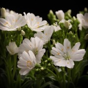 Lewisa cotyledon – Vaste planten – Pflanzen – 00836 – Certi