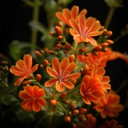 Lewisa cotyledon – Vaste planten – Pflanzen – 00836 – Certi