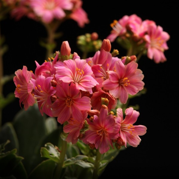 Lewisa cotyledon – Vaste planten – Pflanzen – 00836 – Certi