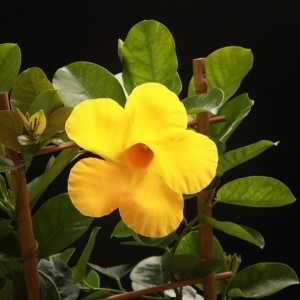 Mandevilla Diamantina Opale Citrine - gelb - Terras - Pflanzen - 00825 - Certi