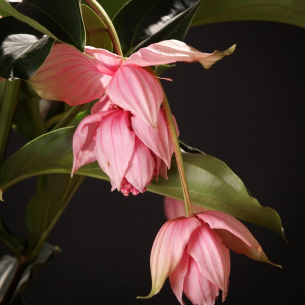 Medinilla Magnifica – rosa – Pflanzen – 00243 – Certi