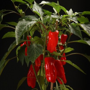 Paprika Pick-a-Pep mini Paprikaschoten - rote - Patio - Pflanzen - 00815 - Certi