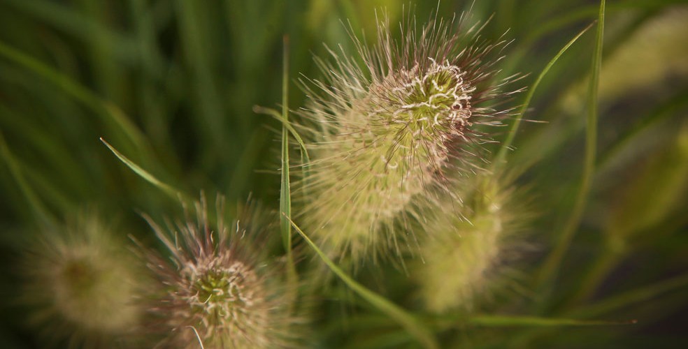 Pennisetum-Hameln