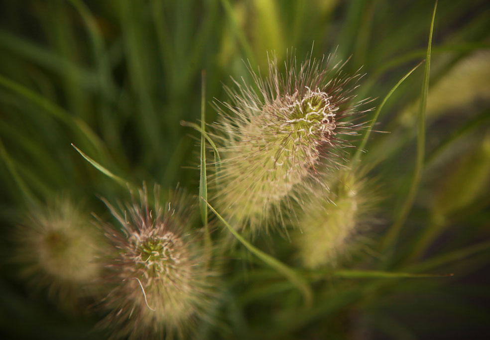 Pennisetum-Hameln