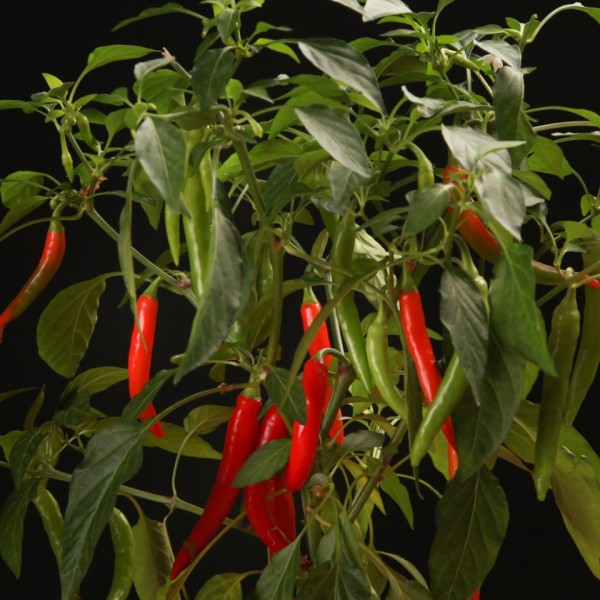 Peper Pick-a-Hot Pep Peper  – rote – Patio – Pflanzen – 00817 – Certi