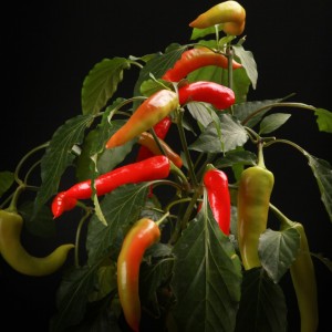 Peper Pick-a-Hot Pep Tricolor  - rote - Patio - Pflanzen - 00816 - Certi