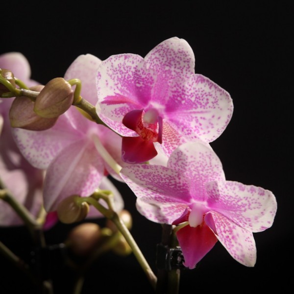 Phalaenopis Rotterdam – rosa – Orchideen – Pflanzen – 18709 – Certi Phalaenopis Rotterdam – rosa – Orchideen – Pflanzen – 18709 – Certi