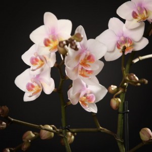 Phalaenopsis Amaglad Soft  - rosa - Orchideen - Pflanzen - 02292 - Certi