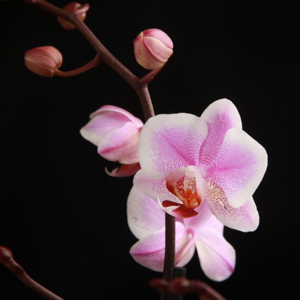 Phalaenopsis Amsterdam – rosa – Orchideen – Pflanzen – 00743 – Certi