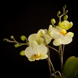 Phalaenopsis Cali - lemon - Orchideen - Pflanzen - 02154 - Certi