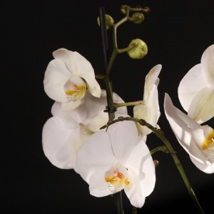 Phalaenopsis Cambridge - weiss - Orchideen - Pflanzen - 90388 - Certi